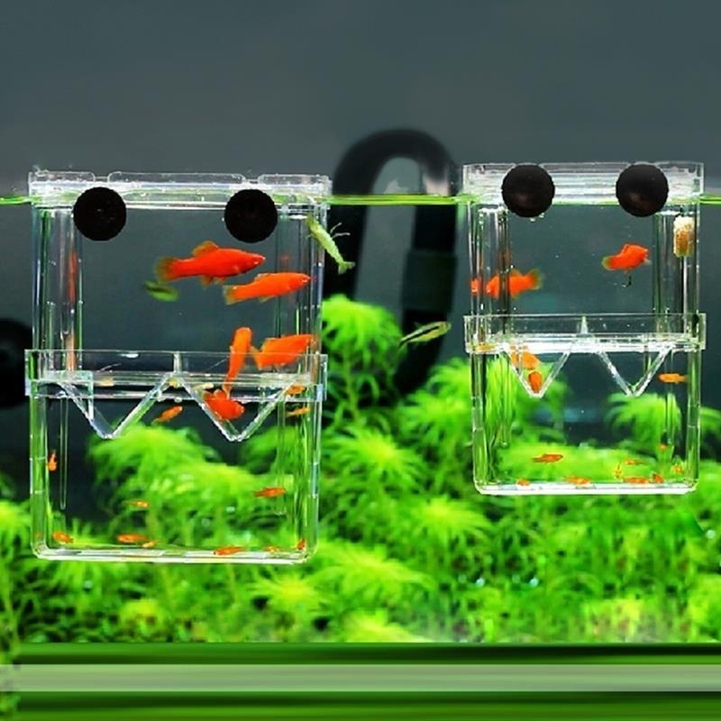 Lab Incubator - 多機能フィッシュアイソレーションボックス,魚の苗の高い透明な魚の置物,二重吊り下げ装置