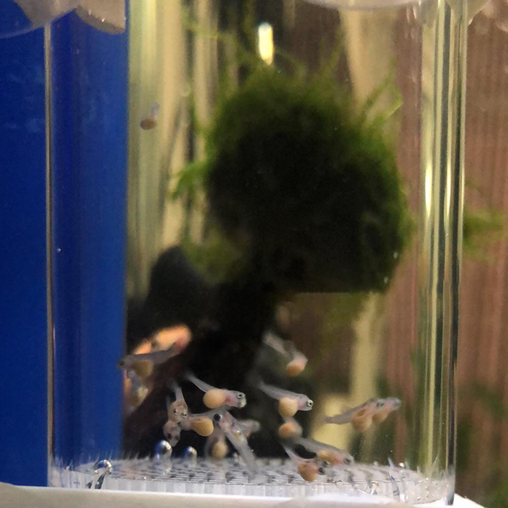 40mmインキュベーター魚孵化場卵口内孵化場魚卵水槽シクリッ - Lab Incubator のレビューと価格